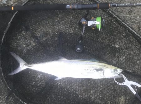 ハマチ・ツバス・サゴシ・タチ