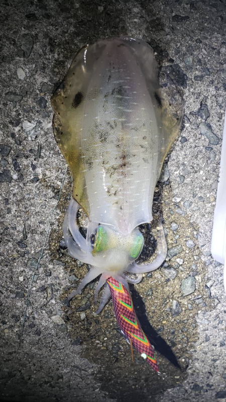 キャプテンシーズン到来