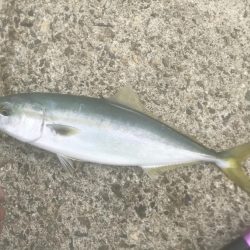 ハマチ・サゴシ