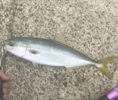 ハマチ・サゴシ