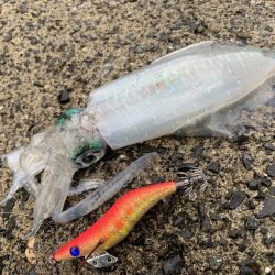 出張先エギング