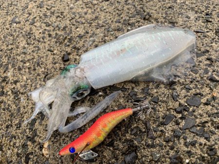 出張先エギング