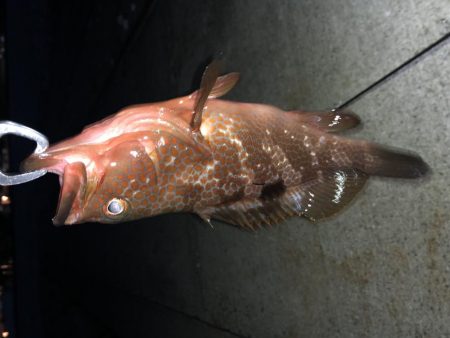 まさかの、、、