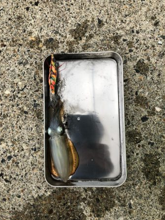 アオリイカ釣行