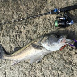 ライトタックルで泳がせ釣り