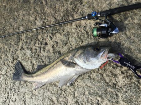 ライトタックルで泳がせ釣り