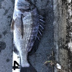 イチノ兄弟、釣果!