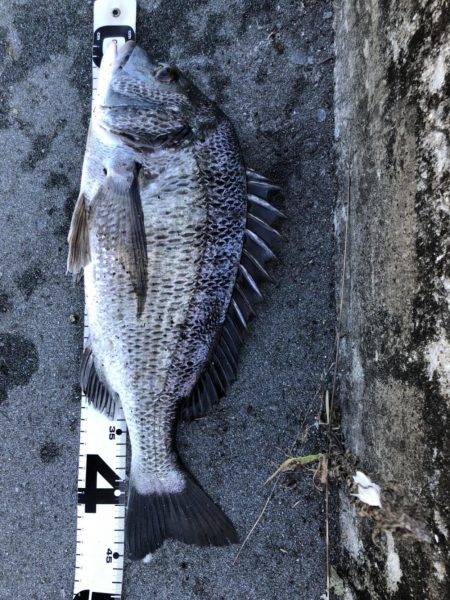 イチノ兄弟、釣果!