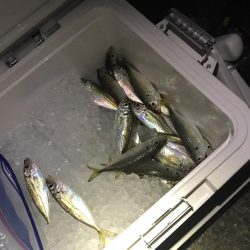 NEWロッドでのアジング