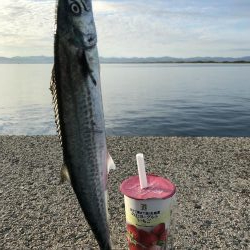 サゴシ、タチウオ爆釣!!!