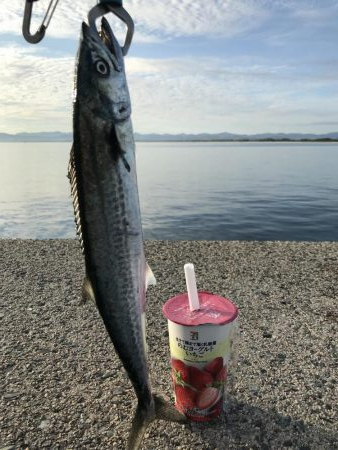 サゴシ、タチウオ爆釣!!!