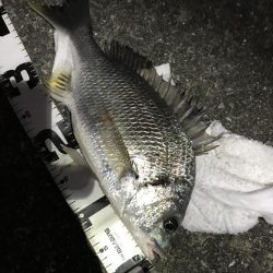 楽しい電気ウキ