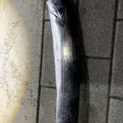 タチウオきました