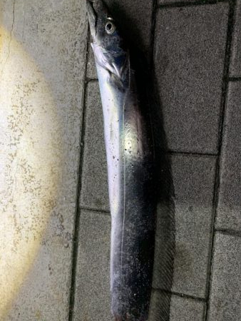 タチウオきました