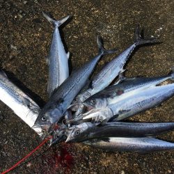 予告通りのショアジギ！