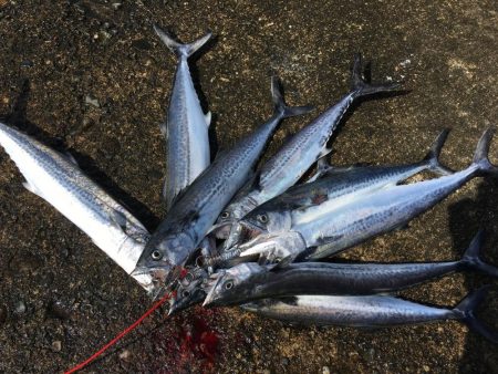 予告通りのショアジギ！