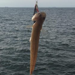 やっと今年初タチウオ