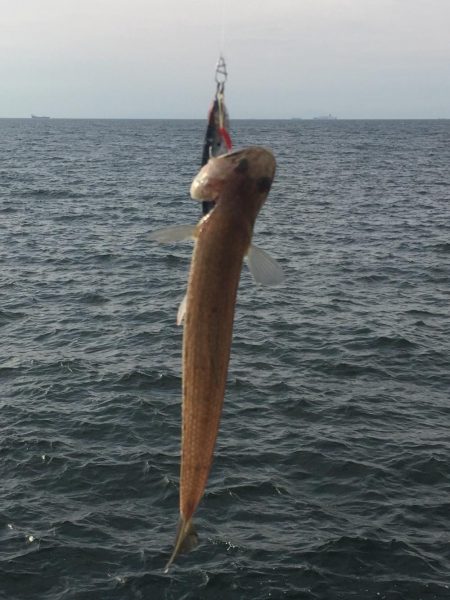 やっと今年初タチウオ