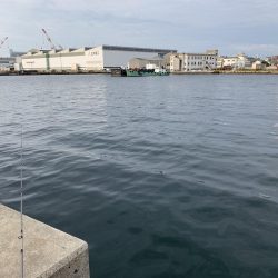 ハマチと遊んだ