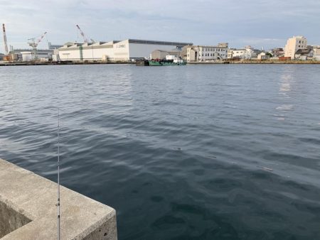 ハマチと遊んだ