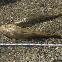 チヌ、ヒラメ、マゴチ三種盛り