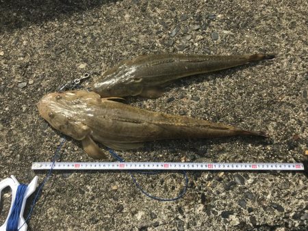 チヌ、ヒラメ、マゴチ三種盛り