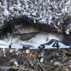 イチノ兄弟、釣果!