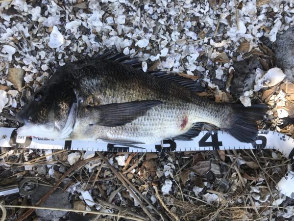 イチノ兄弟、釣果!