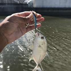 9月12日メッキゲーム