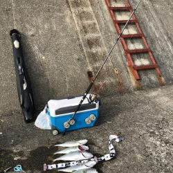 サワラ釣りたかった