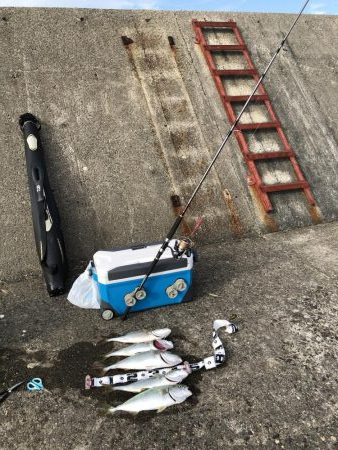 サワラ釣りたかった