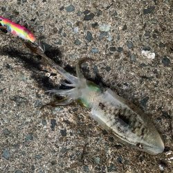 のんびりエギング