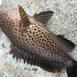 オオモンハタ カンパチ ヒラメ