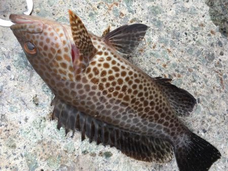 オオモンハタ カンパチ ヒラメ