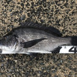 イチノ兄弟、釣果!