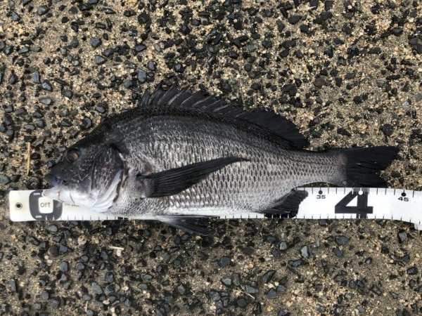 イチノ兄弟、釣果!