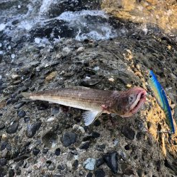 君じゃないよー！