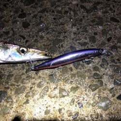 シーバス狙いでカマス