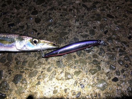 シーバス狙いでカマス