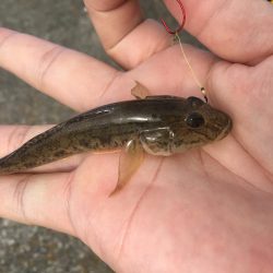 ハゼに翻弄されとります( ̄▽ ̄)