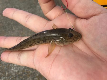 ハゼに翻弄されとります( ̄▽ ̄)