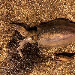 県南でエギング