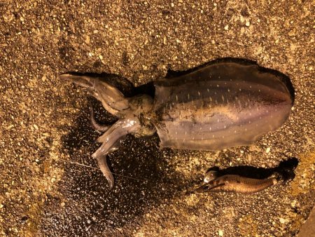 県南でエギング