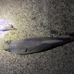 のんびりエギング