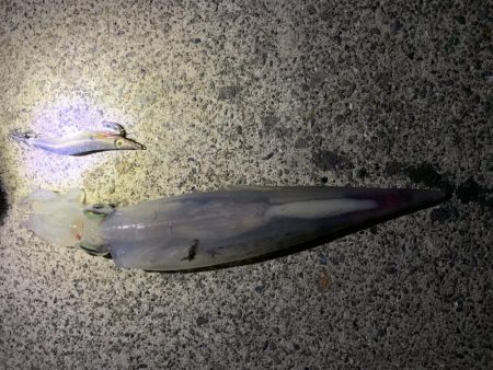 のんびりエギング