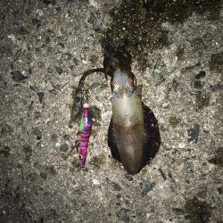 コロッケアオリ