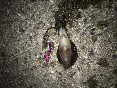 コロッケアオリ