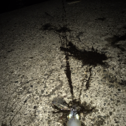 今年は数が少ないのかな?