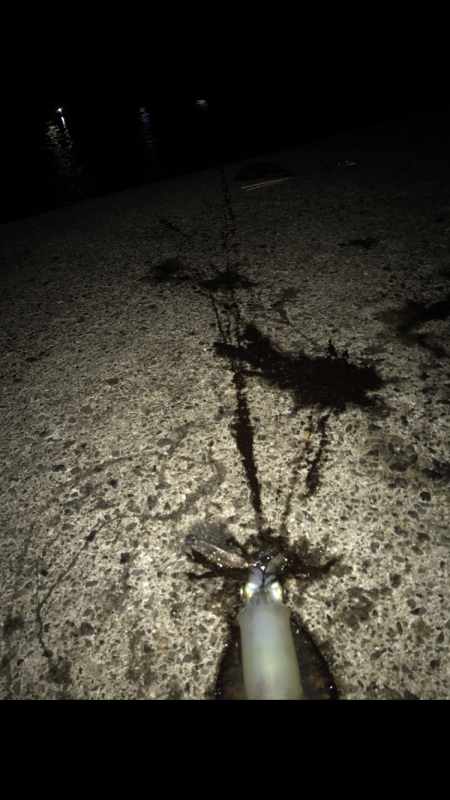 今年は数が少ないのかな?