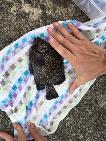 投げ釣りできず